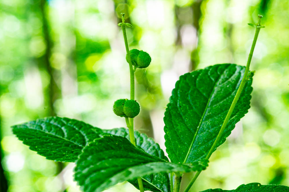 Mercurialis perennis